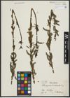 Foto von Salix purpurea L. x Salix viminalis L.